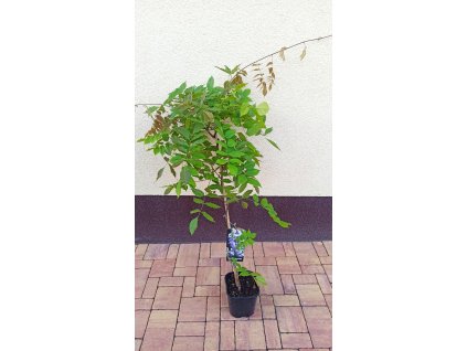 Vistárie čínská Amethyst, syn. Caroline (Wisteria sinensis Amethyst) - 80 - 110 cm