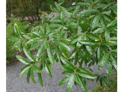 Quercus phellos 01