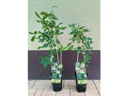 Akébie pětičetná Alba (Akebia quinata Alba)