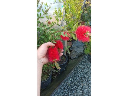 Štětkovec Inferno (Callistemon viminalis Inferno) - 30 - 40 cm