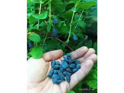 Zimolez kamčatský, kamčatská borůvka (Lonicera kamtschatica) kultivary 60 - 70 cm