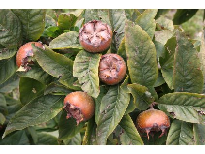 Mespilus germanica St Cyr Montmalin 08 septembre 2014 0363