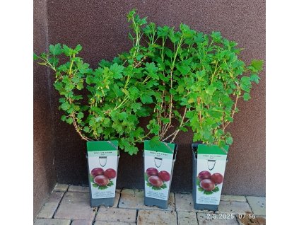 Angrešt beztrnný rezistentní Pax - 30 - 50 cm