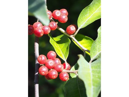 Elaeagnus umbellata Oliwnik baldaszkowy 2019 09 15 01