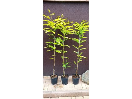 Dřezovec trojtrnný bezbranný Spectrum (Gleditsia triacanthos inermis Spectrum) - 70 - 80 cm