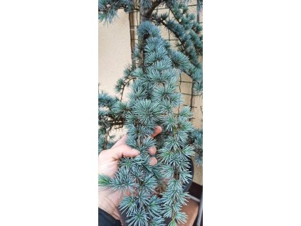 Cedr atlaský Glauca (Cedrus atlantica Glauca) - 220 cm - pouze osobní odběr