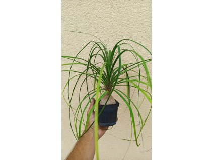 Nolina Sloní noha (Nolina recurvata) - 20 - 30 cm