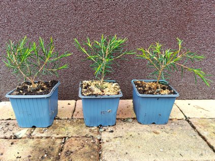 Opuč háčkovitá, vosková květina (Chamelaucium uncinatum) - 10 - 15 cm