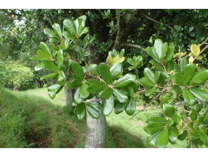 Quercus phillyraeoides kz10