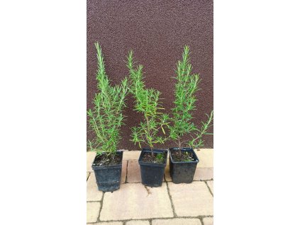 Rozmarýn lékařský (Rosmarinus officinalis) - 40 - 50 cm