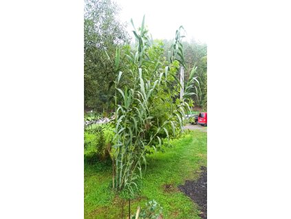 Trsť rákosovitá (Arundo donax) - 70 - 80 cm