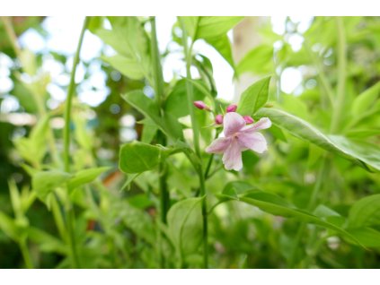 Jasminum × stephanense 02