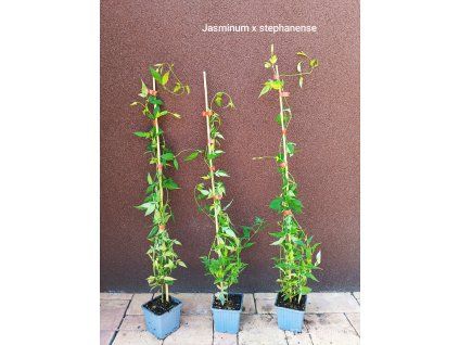 Jasmín Stephanův (Jasminum x stephanense) - 70 cm