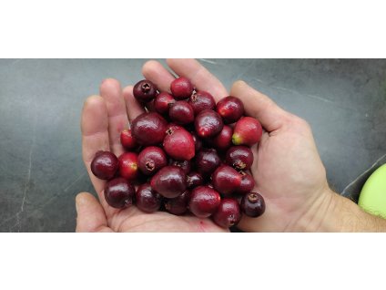 Jahodový stromek (Psidium cattleianum) - 70 - 80 cm