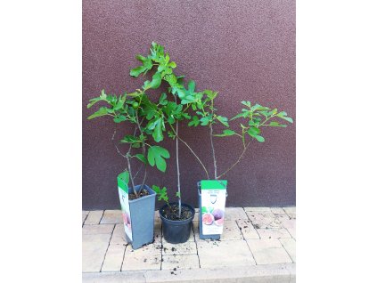 Fíkovník Brown Turkey (Ficus carica Brown Turkey) - 50 -70 cm