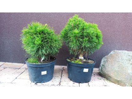 Borovice kleč Varella (Pinus mugo Varella) - 30 - 45 cm