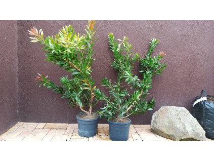 Štětkovec (Callistemon laevis) - 70 cm