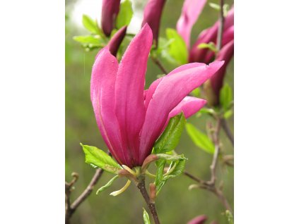 Magnolia 'Susan' 02