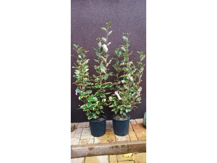 Hlošina Ebbingeova Viveleg (Elaeagnus x ebbingei Viveleg) - 80 - 90 cm