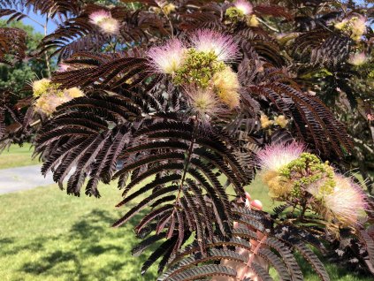 2019 06 23 13 32 14 Mimosa Silk Tree 'Summer Chocolate' leaves and flowers along Applegrove Court in the Franklin Farm section of Oak Hill, Fairfax County, Virgini