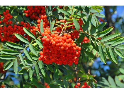 Sorbus aucuparia R03