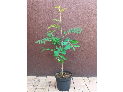 Jeřáb sladkoplodý jedlý (Sorbus aucuparia Edulis, Moravica) - 70 cm