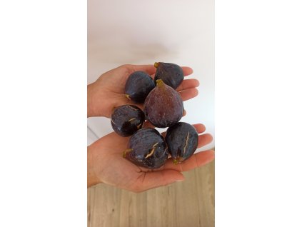 Fíkovník Napolitana - zakořeněné řízky 10 - 20 cm (Ficus carica Napolitana)