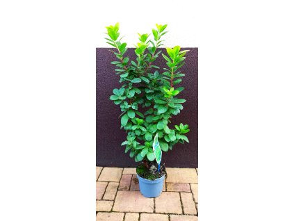 Jahodový strom, planika obecná Peace and Love (Arbutus unedo Peace and Love) - 70 cm