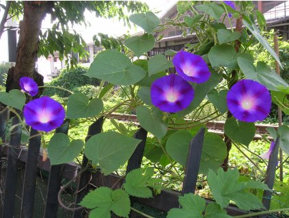 Ipomoea purpurea 1