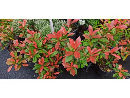 Blýskavka Fraserova Robusta Compacta (Photinia fraserii Robusta Compacta)