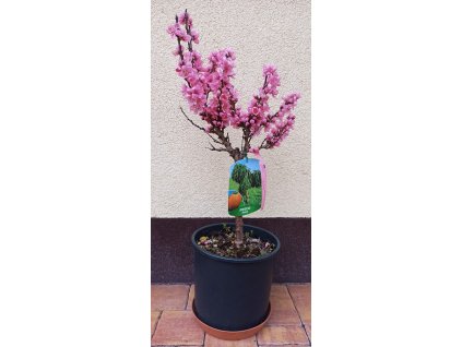 Broskvoň zakrslá na kmínku (Prunus persica nucipersica nana) - 60 - 70 cm