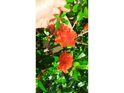 Granátové jablko Da Fiore Arancio (Punica granatum Da Fiore) - 180 cm