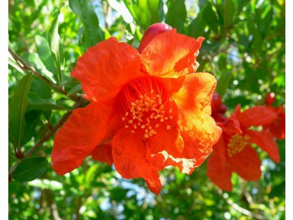 1024px Punica granatum flower