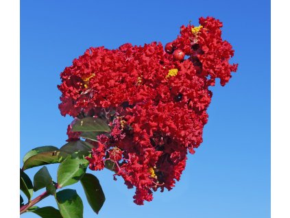 Red Crepe Myrtle Lagerstroemia