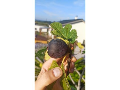 Fíkovník Rouge de Bordeaux (Ficus carica Rouge de Bordeaux) - 40 - 80 cm