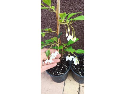 Sturač Fragrant Fountain (Styrax Fragrant Fountain) - 40 - 50 cm