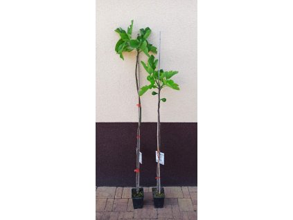 Fíkovník Gentile Bianco (Ficus carica Gentile Bianco)