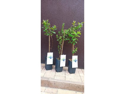 Zimolez kamčatský Borealis, kamčatská borůvka (Lonicera kamtschatica Borealis) - 80 cm