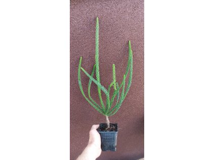 Kryptomerie japonská Araucarioides (Cryptomeria japonica araucarioides) - 40 - 60 cm