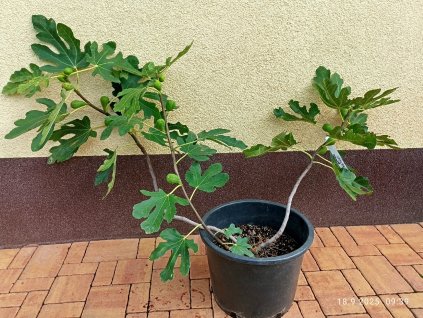 Fíkovník Goute d´Or (Ficus carica Goute d´Or)
