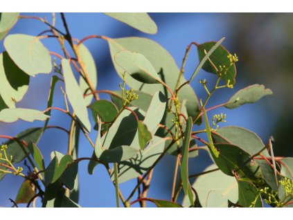 Eucalyptus polyanthemos (23909015201)