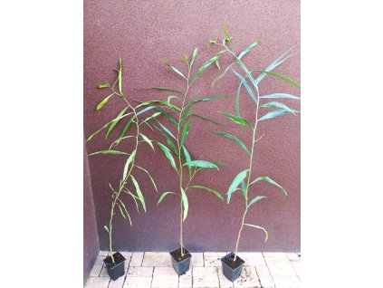 Akácie (Acacia saligna) - 100 cm