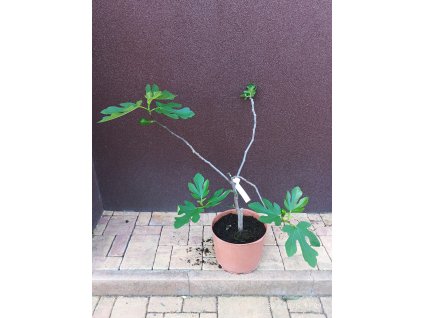 Fíkovník Leteney Sárga Óriás (Ficus carica Leteney Sárga Óriás) - 70 cm