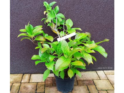 Hortenzie velkolistá červená (Hydrangea macrophylla) - 50 - 60 cm