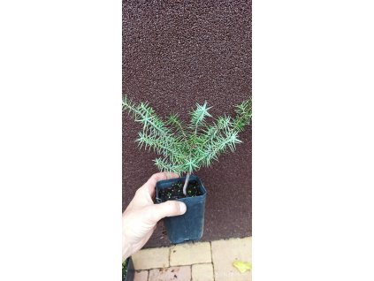 Jalovec červenoplodý (Juniperus oxycedrus) - 20 cm