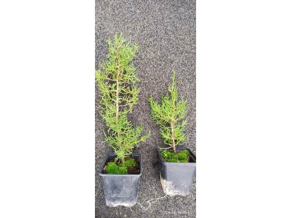 Cypřiš vždyzelený (Cupressus sempervirens)