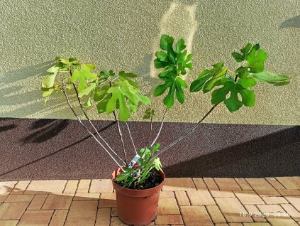 Fíkovník Osborn´s Prolific (Ficus carica Osborn´s Prolific)