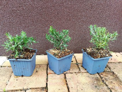 Rozmarýn lékařský Prostratus (Rosmarinus officinalis prostratus) - 10 cm