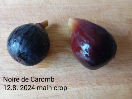 Fíkovník Noire de Caromb (Ficus carica Noire de Caromb) - 50 - 60 cm