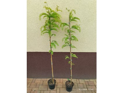 Dřezovec trojtrnný Sunburst (Gleditsia triacanthos Sunburst) - 150 - 170 cm